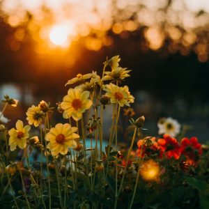 Ambrosia Fragrance Oil