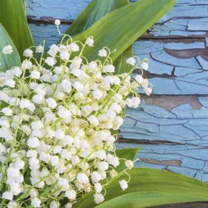 Fresh Water Fragrance Oil