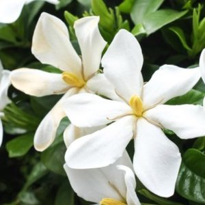 Sweet Pea and Gardenia Fragrance Oil