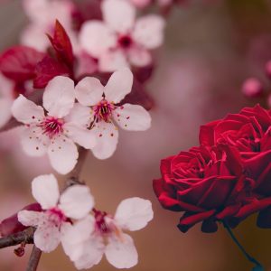 Velvet Rose Petals (Velvet Oud) Fragrance Oil