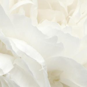 White Peony and Bergamot (White Peony) Fragrance Oil