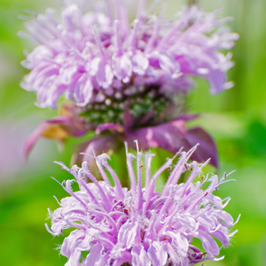 Leather Bergamot Candle Fragrance Oil